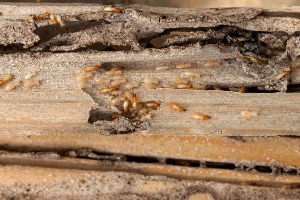 Best Flea Control Services  in Westport, WA